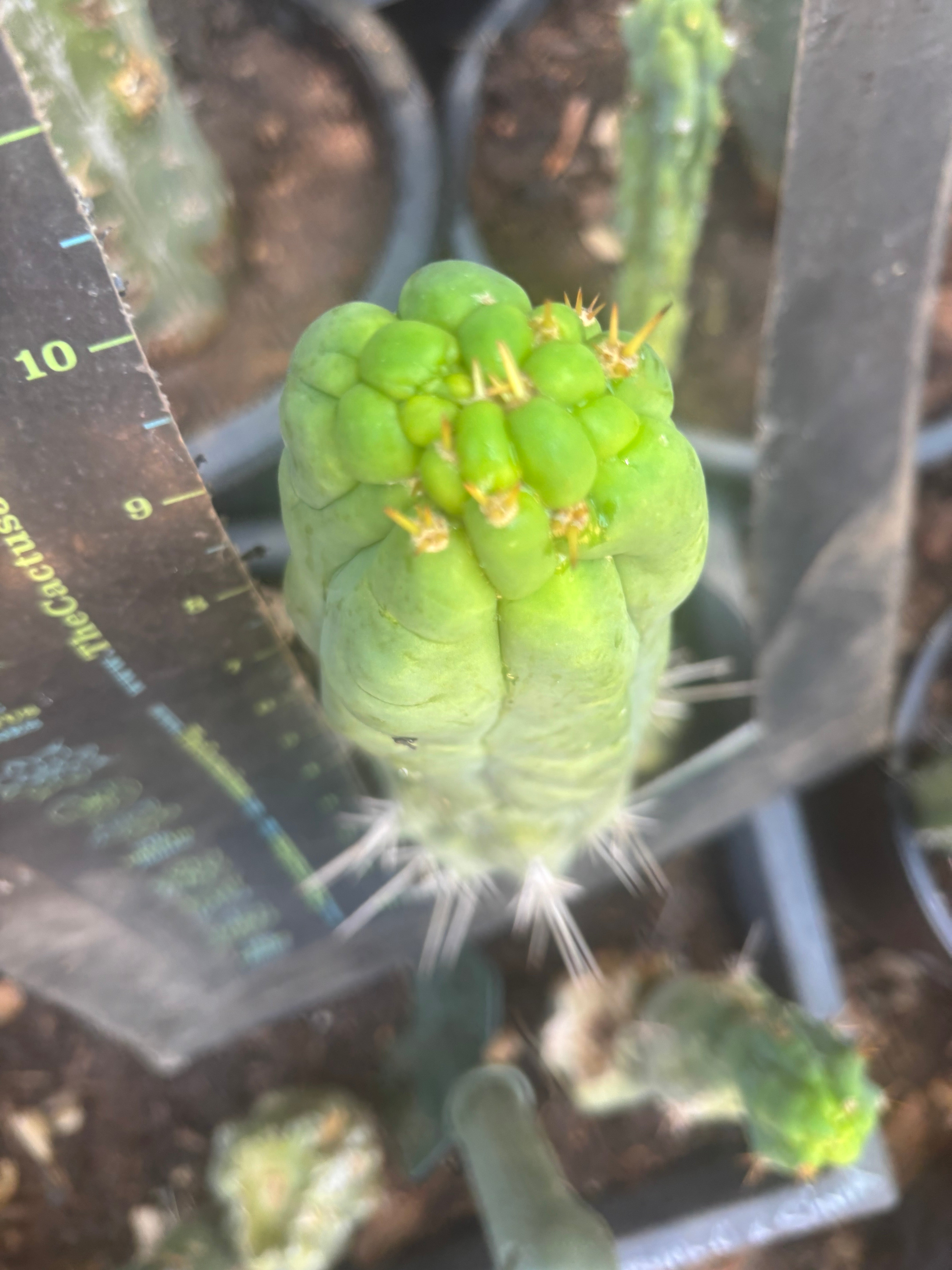 💎👑🐉 Bruce’s Dragon — Thick 10” Pup