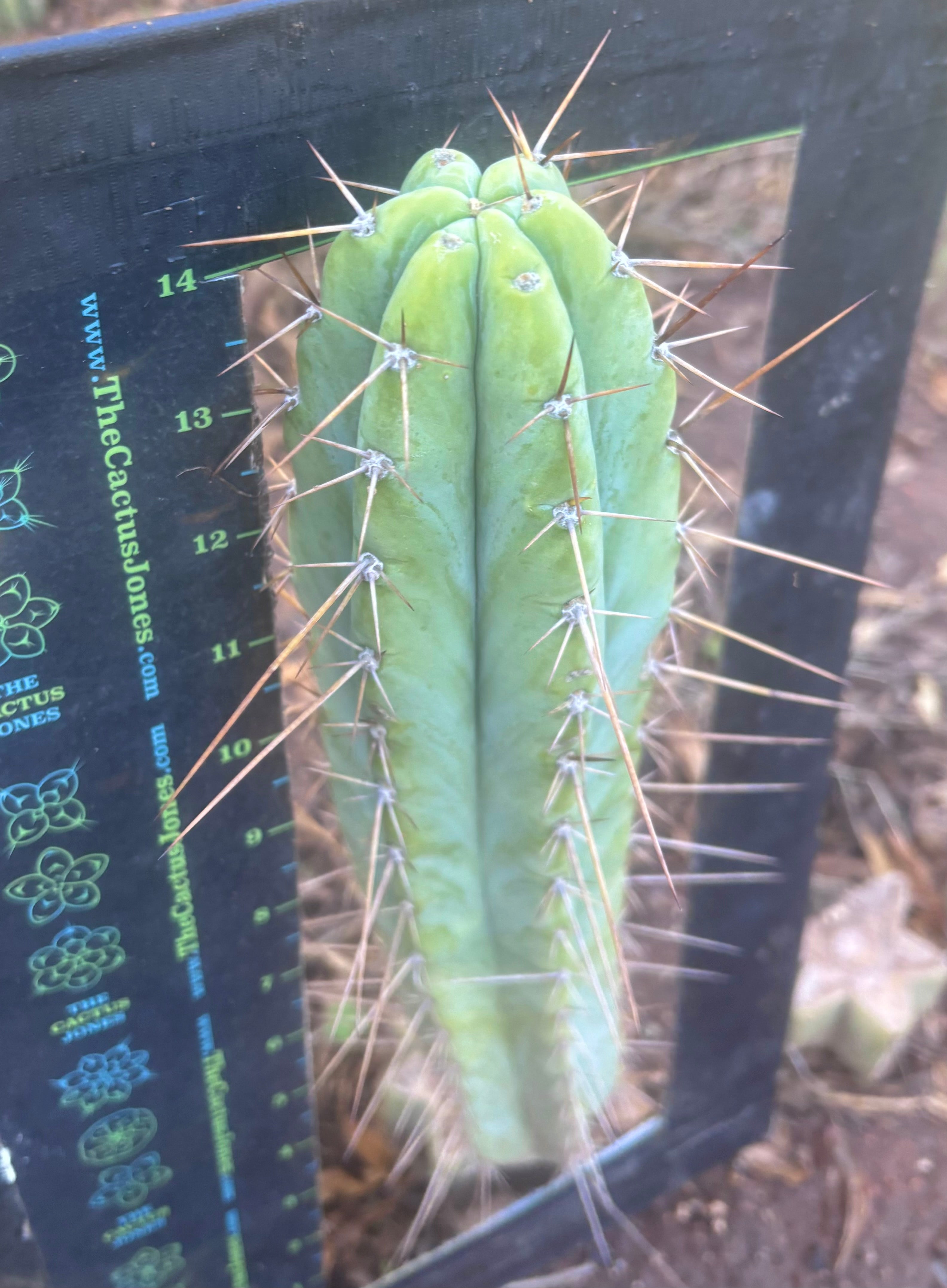 👑🌶️ Piano Man — XL 15” Pup