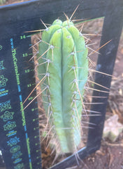 👑🌶️ Piano Man — XL 15” Pup