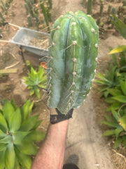 💎👑🌶️ CGG — 13” *MEGA* Tip