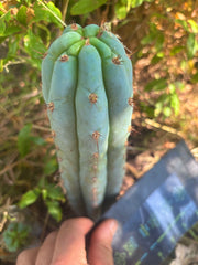 💎👑🌶️ Sharxx Blue — 8” Tip