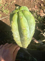 👑🌶️🌶️ Landfill — Thick 8” Tip