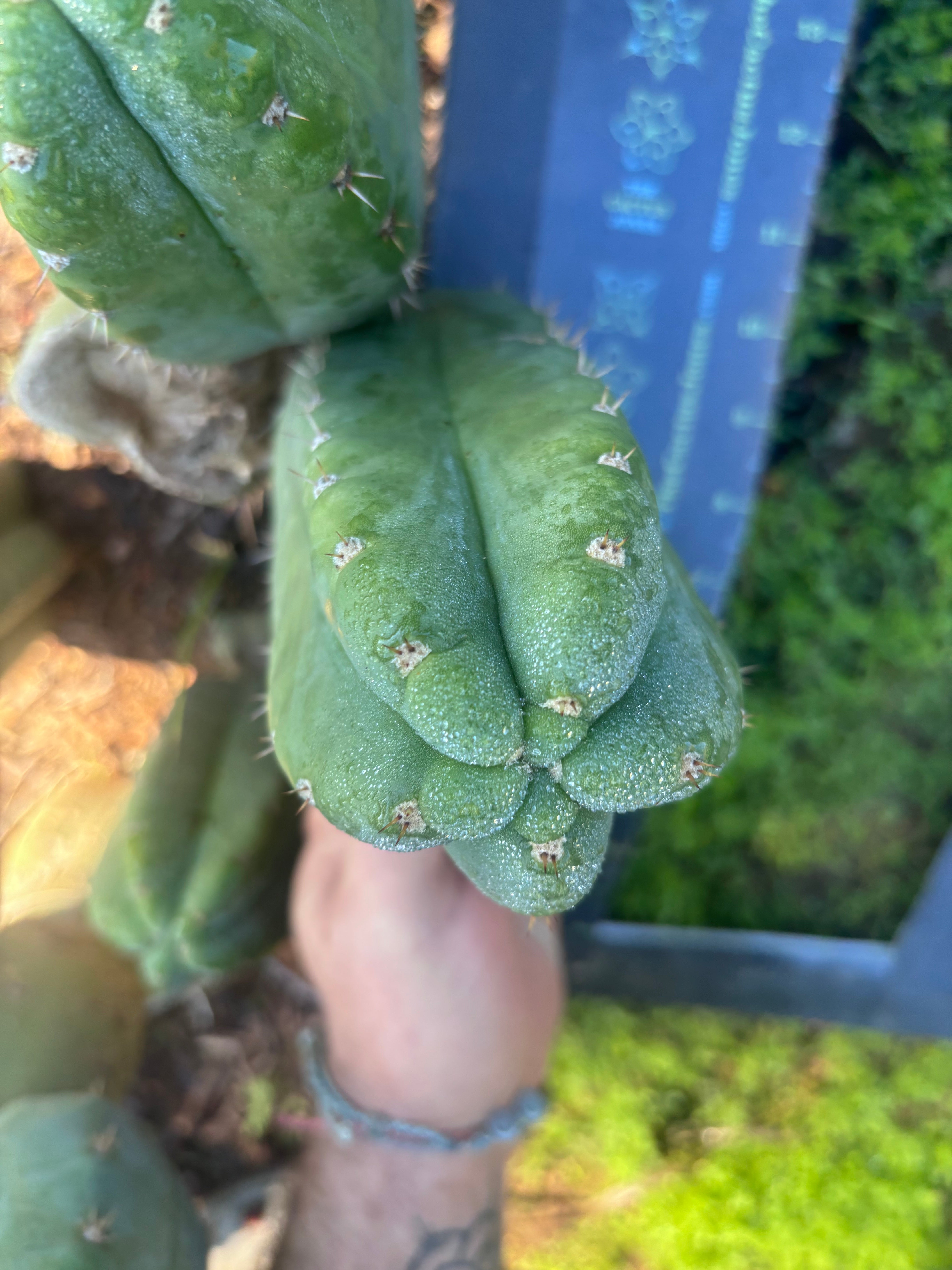 👑🌶️ Bob’s Colossus—  Chonky 6” Grenade