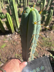 👑🌶️ Basement Shaman — 11” Tip