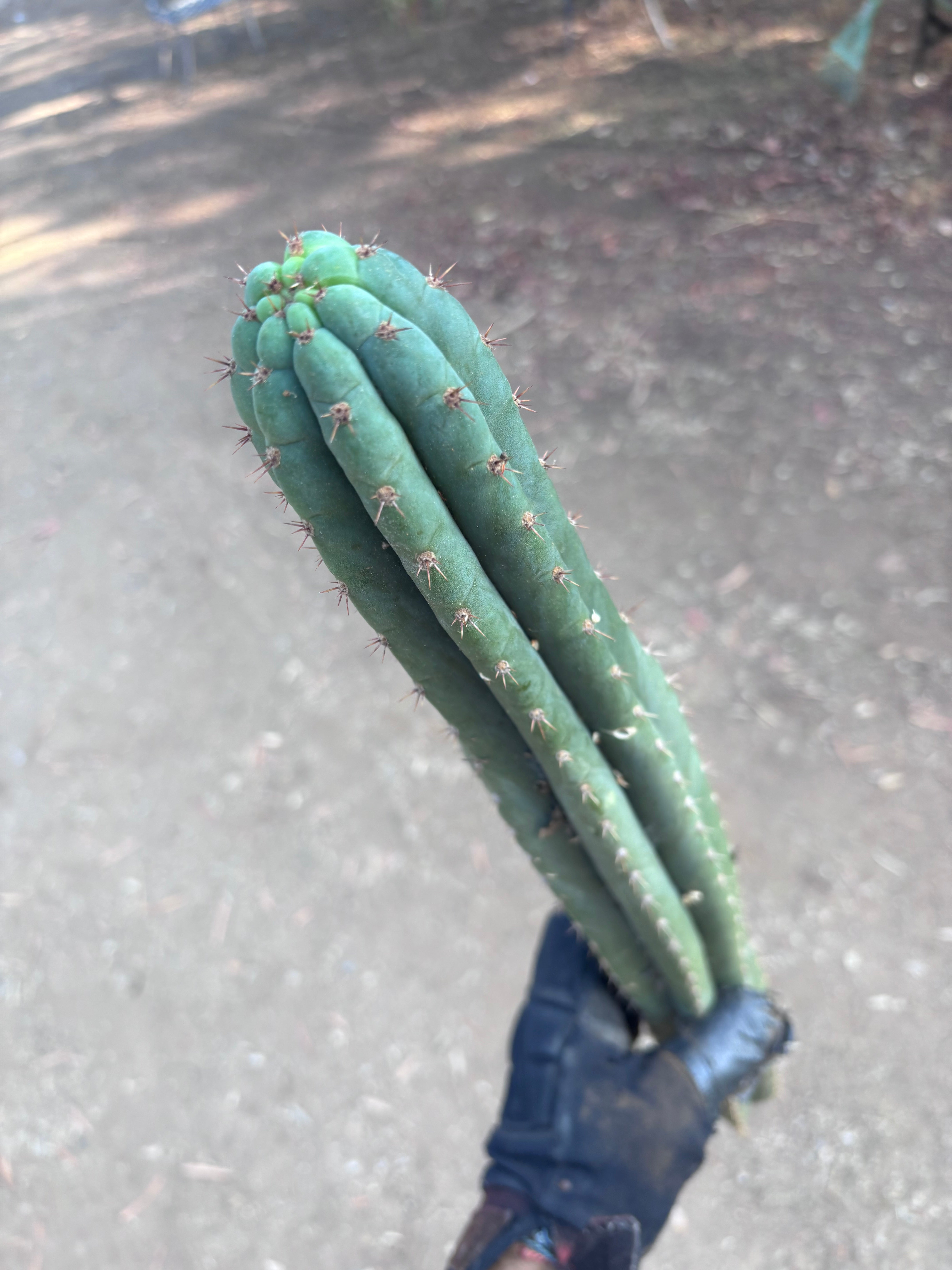 👑🌶️ KK339 — 21” Tip