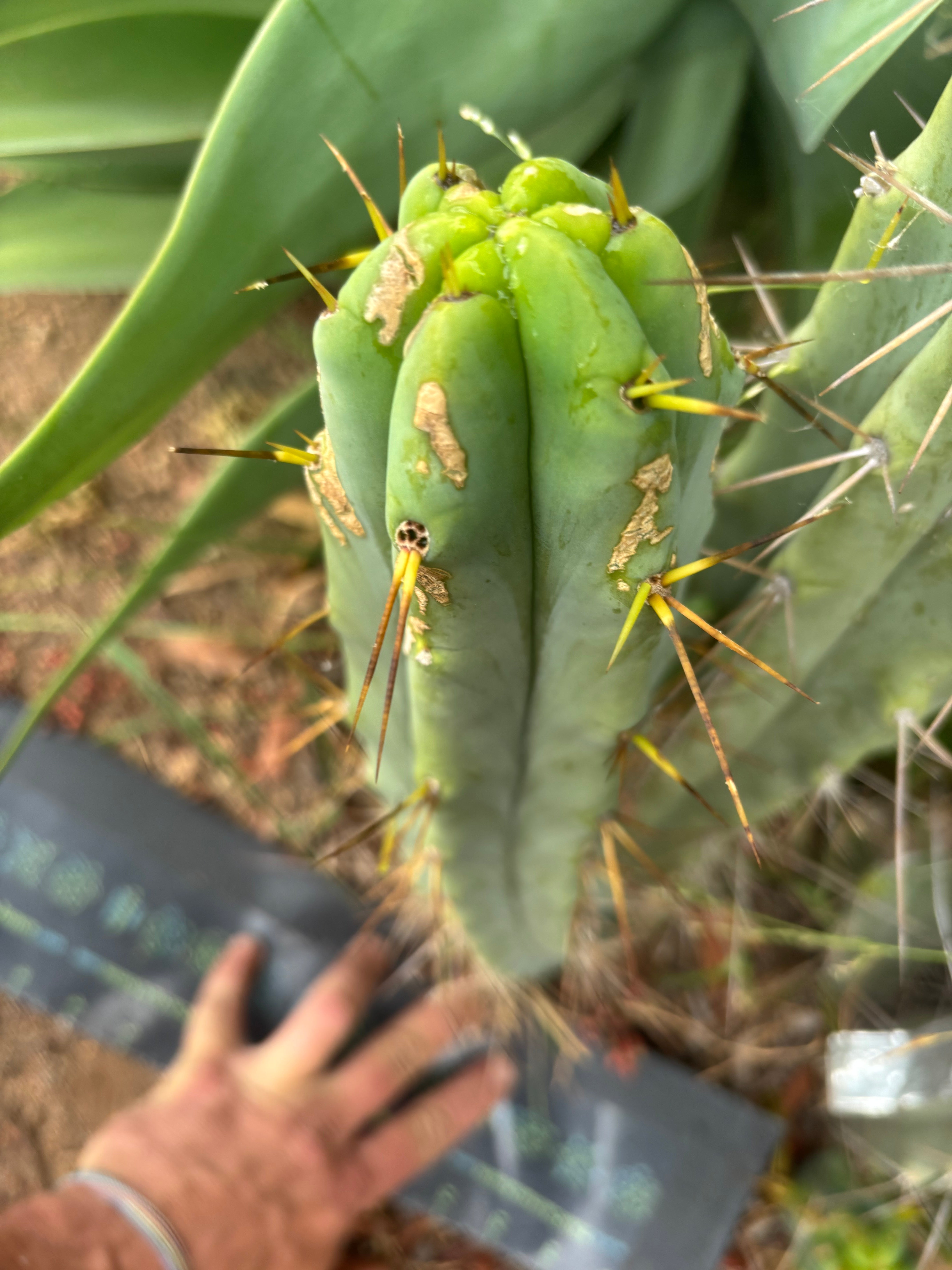 👑🌶️ Medicine Man — XL 15” Pup