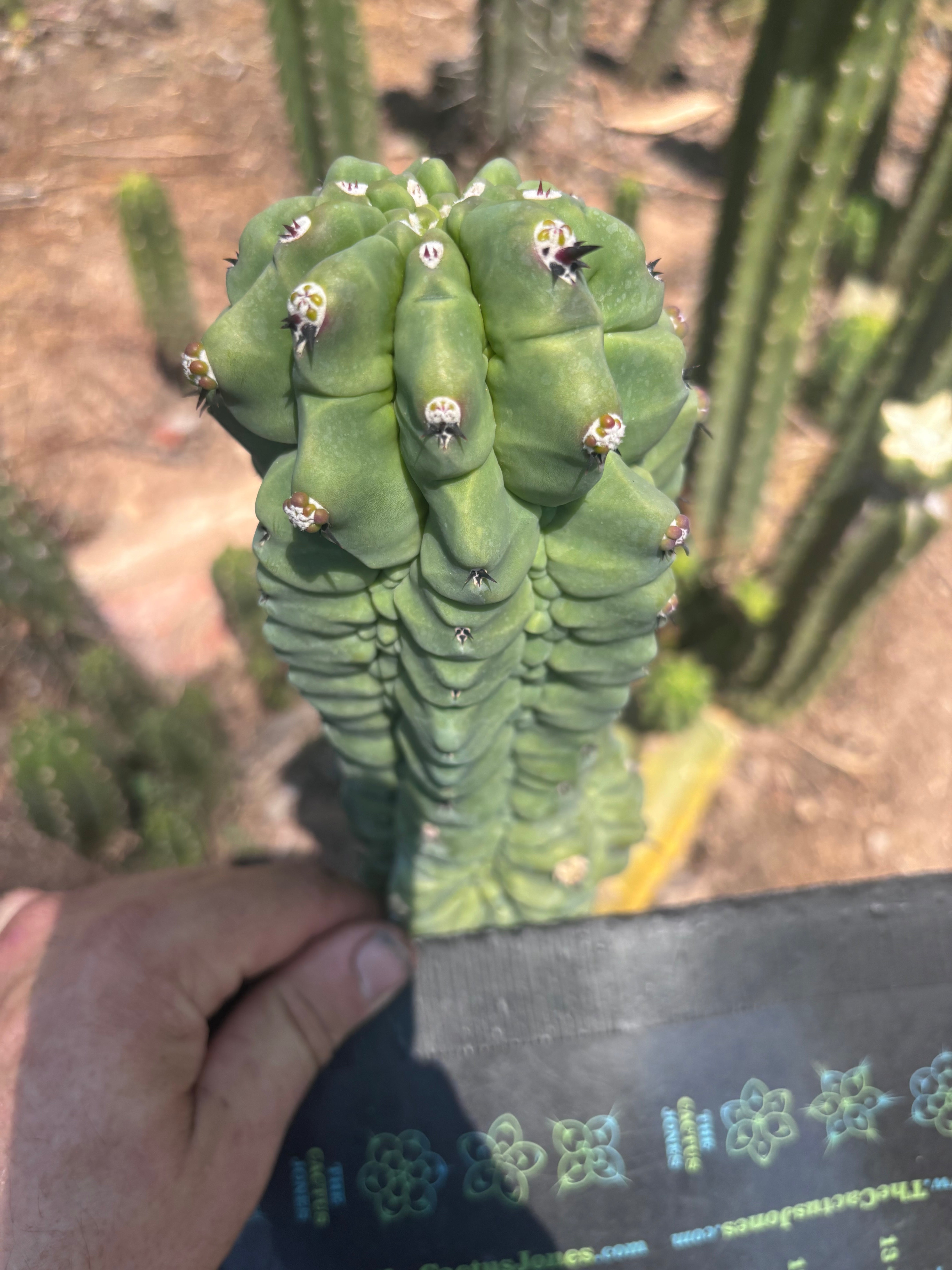 👑💎 Glorp — Chonky 7” Tip
