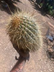 💎💎 T. Atacamensis — Massive Pup (Last One)