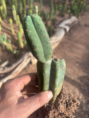 👑🌶️ Pierre — Pupped & Rooted Mid