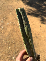 👑🌶️ BBB — Fully Rooted 14” Stump