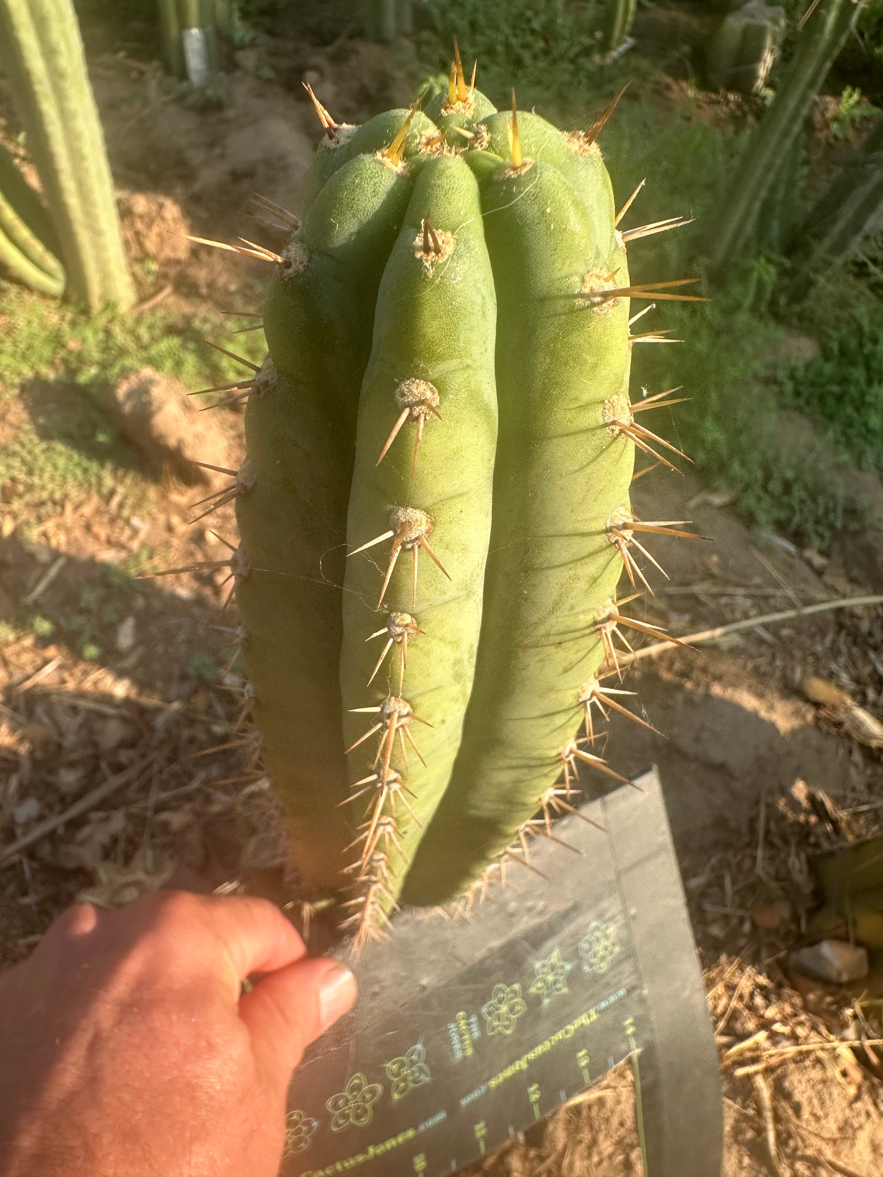 👑🌶️ Kimnach — 11” Pup