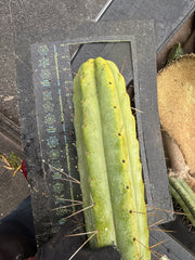 👑💎🌶️🌶️ Eileen — Max Girth 12” Tips (Restocked)