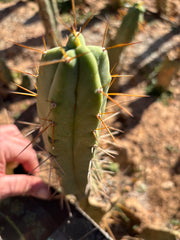 👑🌶️🌶️ Dulzura — 9” Pup