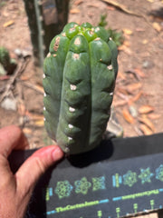 💎👑🌶️  Ichoca — 6” Pup