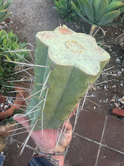 👑🌶️🌶️ Eileen — 10” Mega Mid