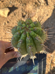 👑💎 Frankie — Fat 7” Pup