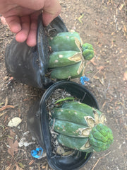 💎👑💎 Havran — Pup Grafts on Rooted Shine01 (Two Ready to Ship)