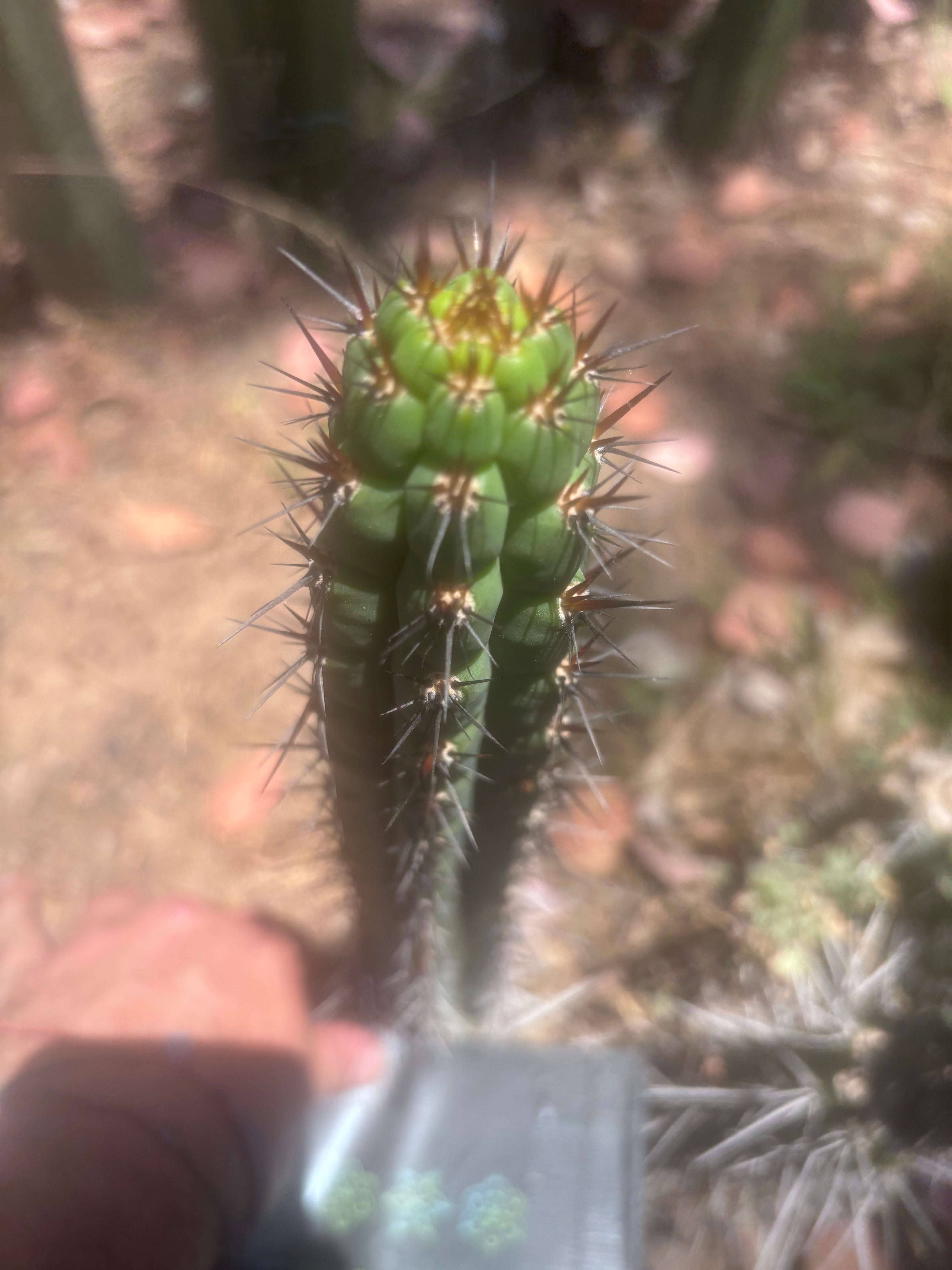 👑 SS04 — 13” Pup