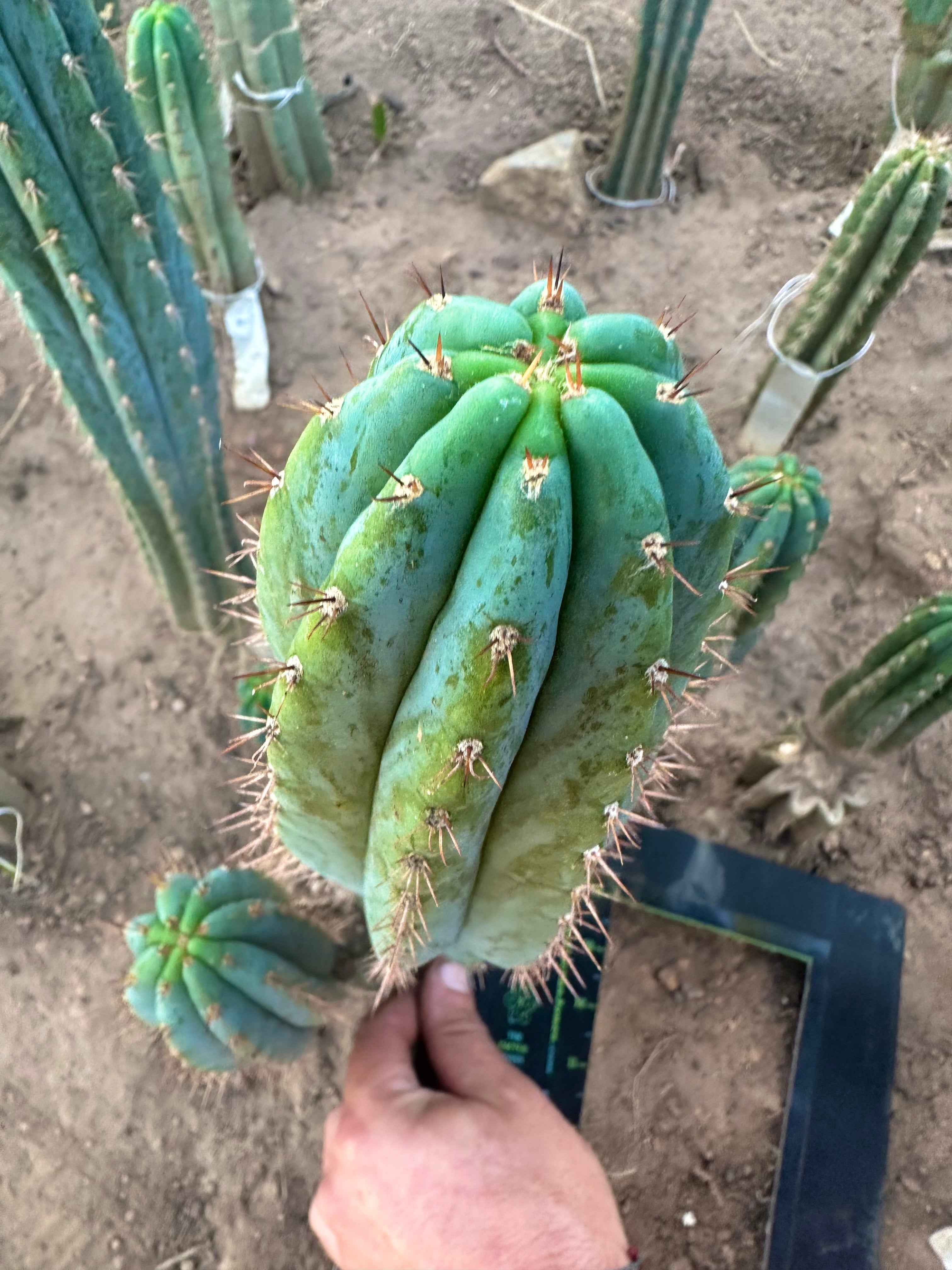 💎👑 Ferret— 13.5” Pup