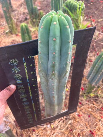 👑🌶️💎 Pierre — XL 17” Tip