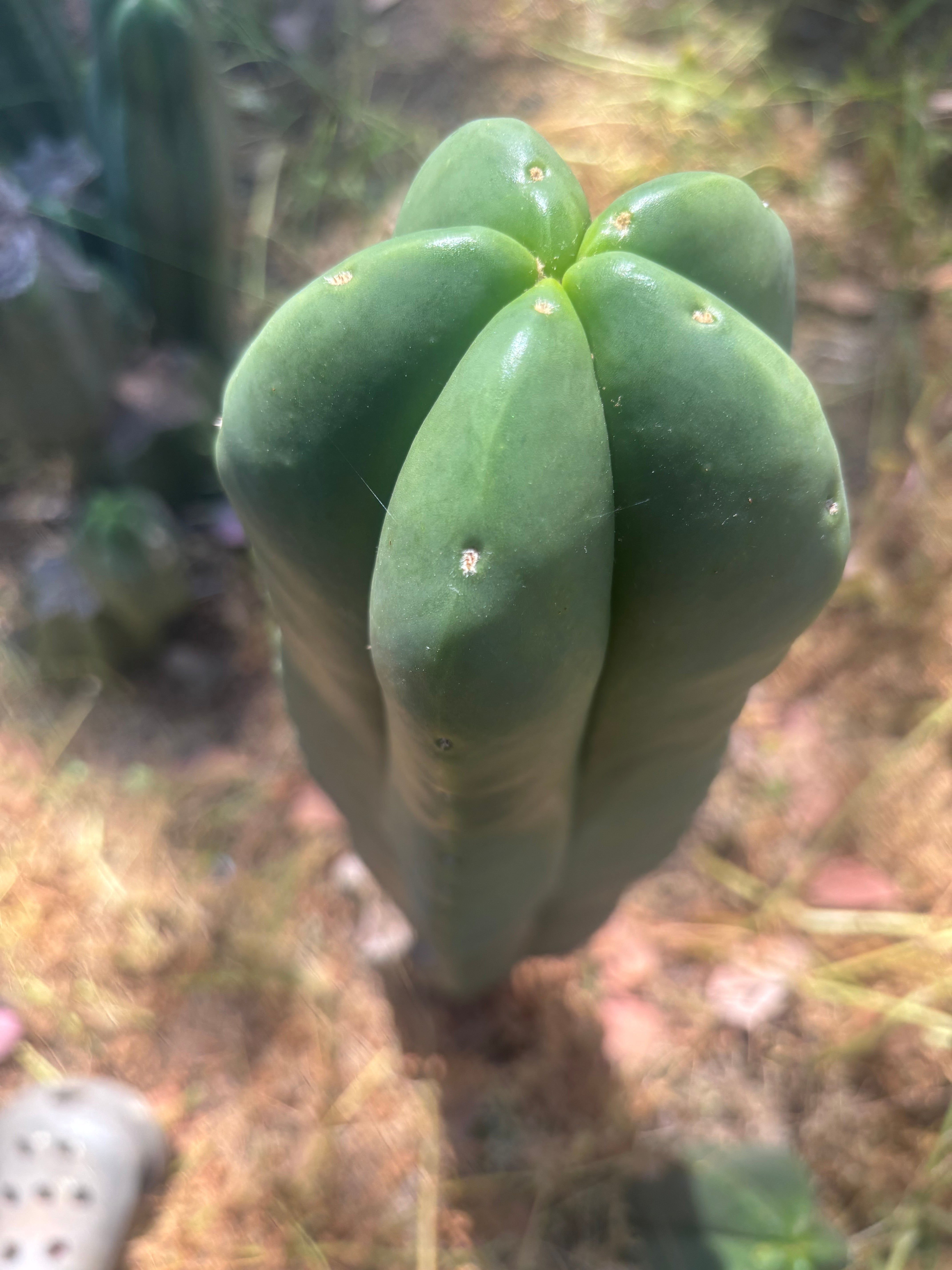 👑💎 Aussie Scop — FAT 12” Tip