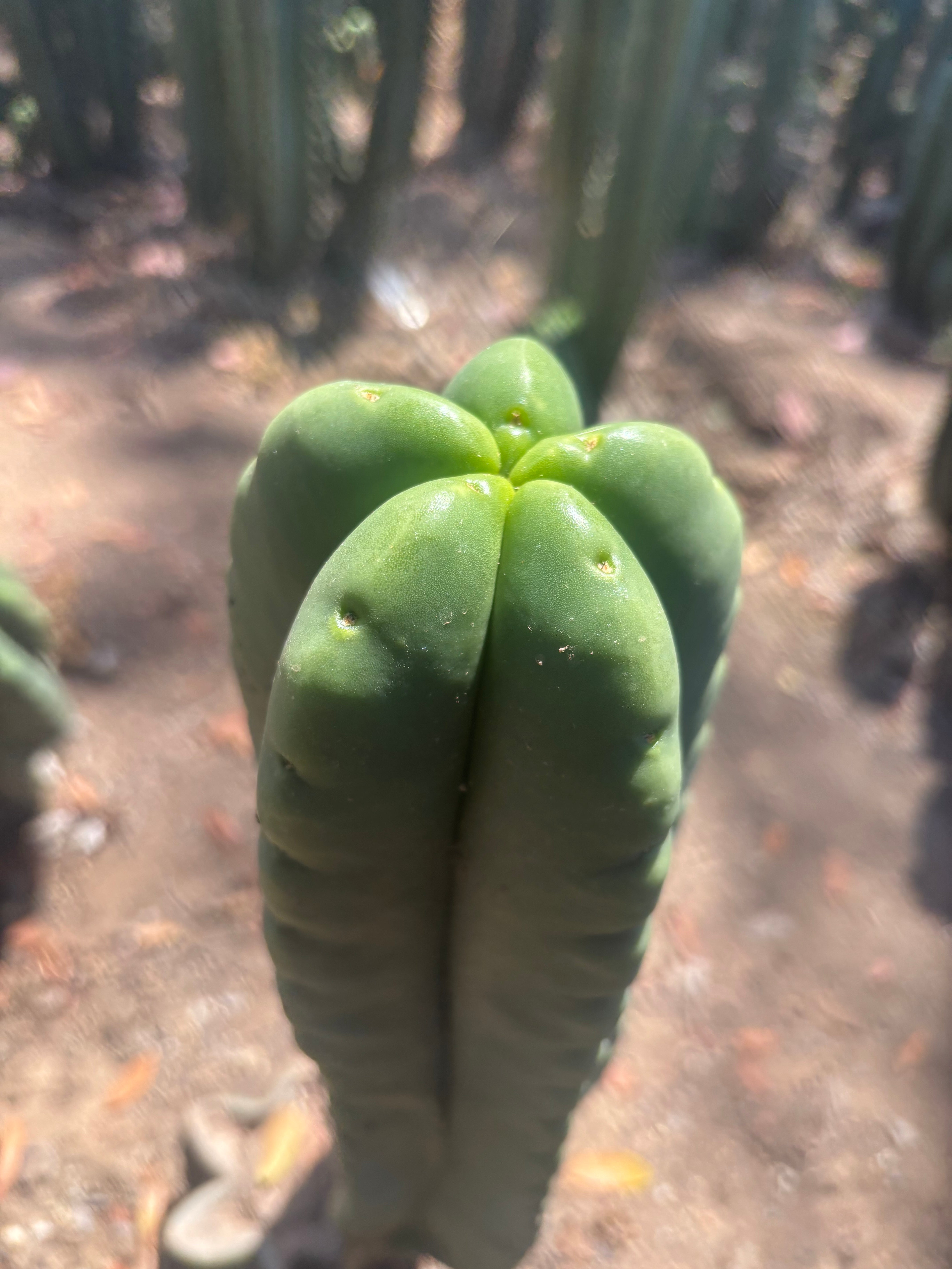 💎👑🌶️ Ferah — 9” Tip