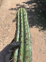 Tacaquirensis — Massive 16” Tip