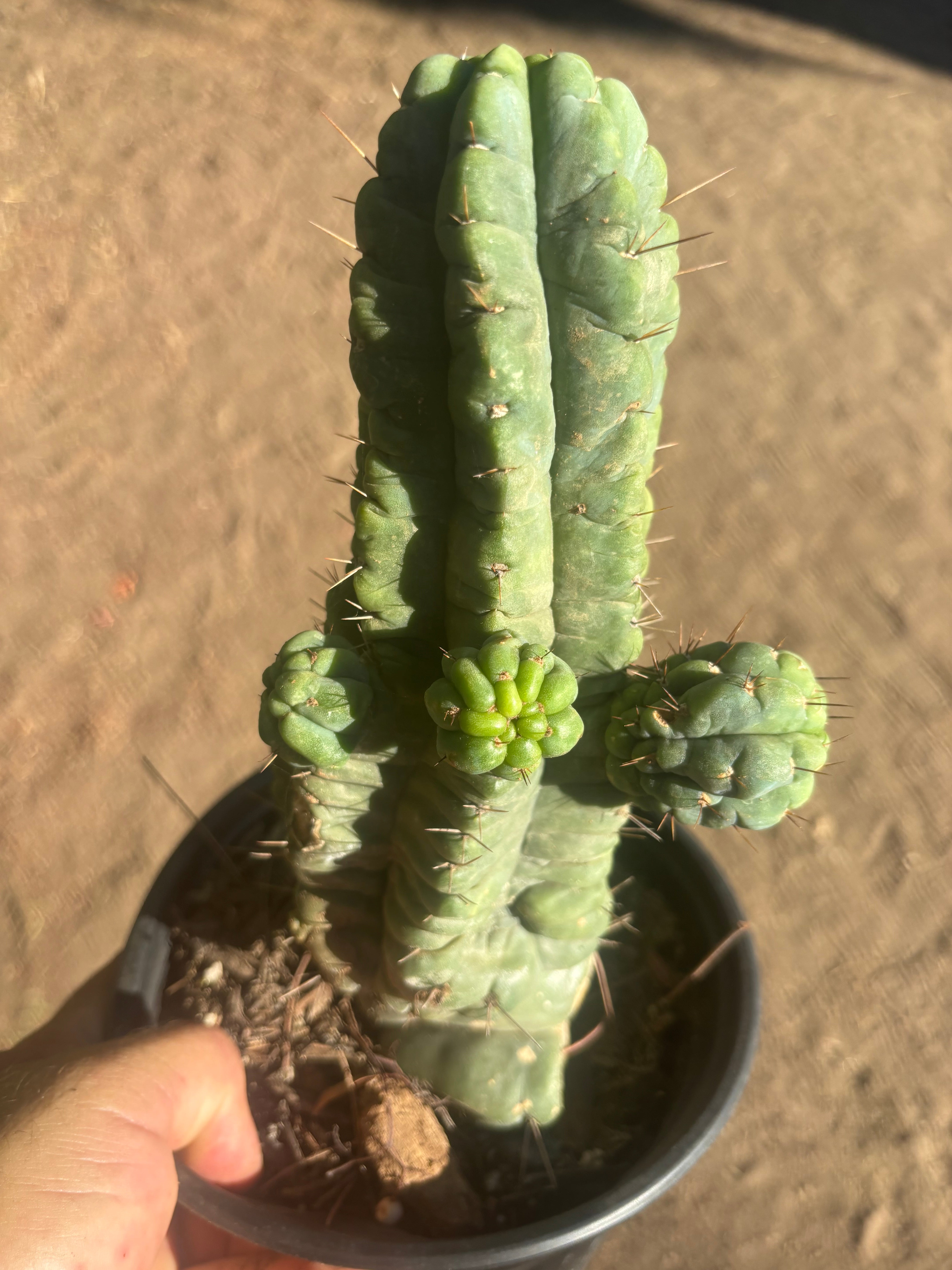 💎👑💎 Havran — Established Multi-Pup Graft on PC