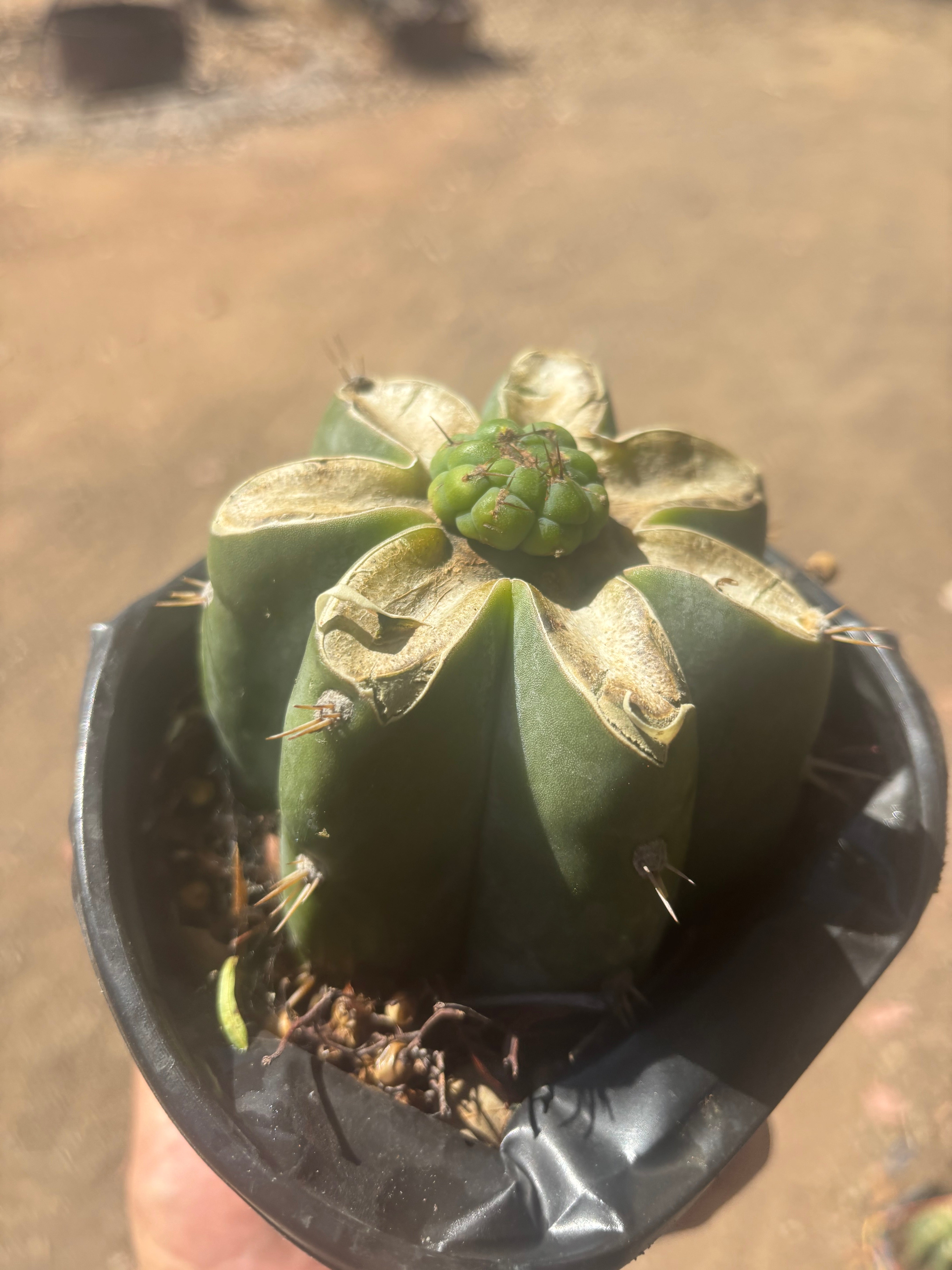 💎🌶️🌶️ NOM — Pup Graft On Rooted Shine01