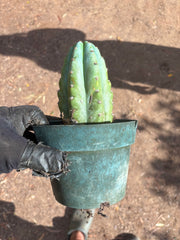 💎👑 Althea — Fully Rooted Chonk Tip