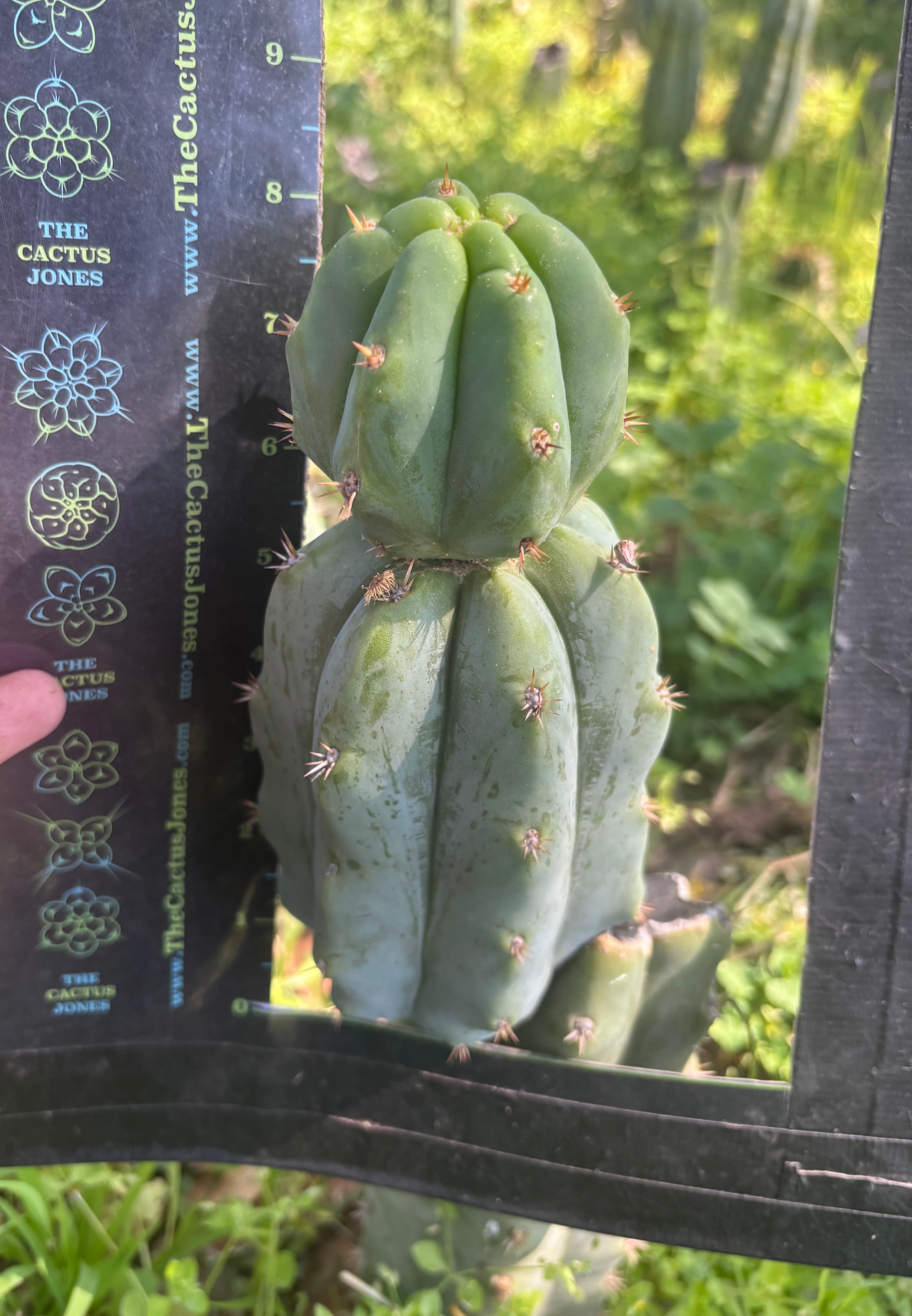 🌶️🌶️ NoidTwo — 8” Stacker Pup