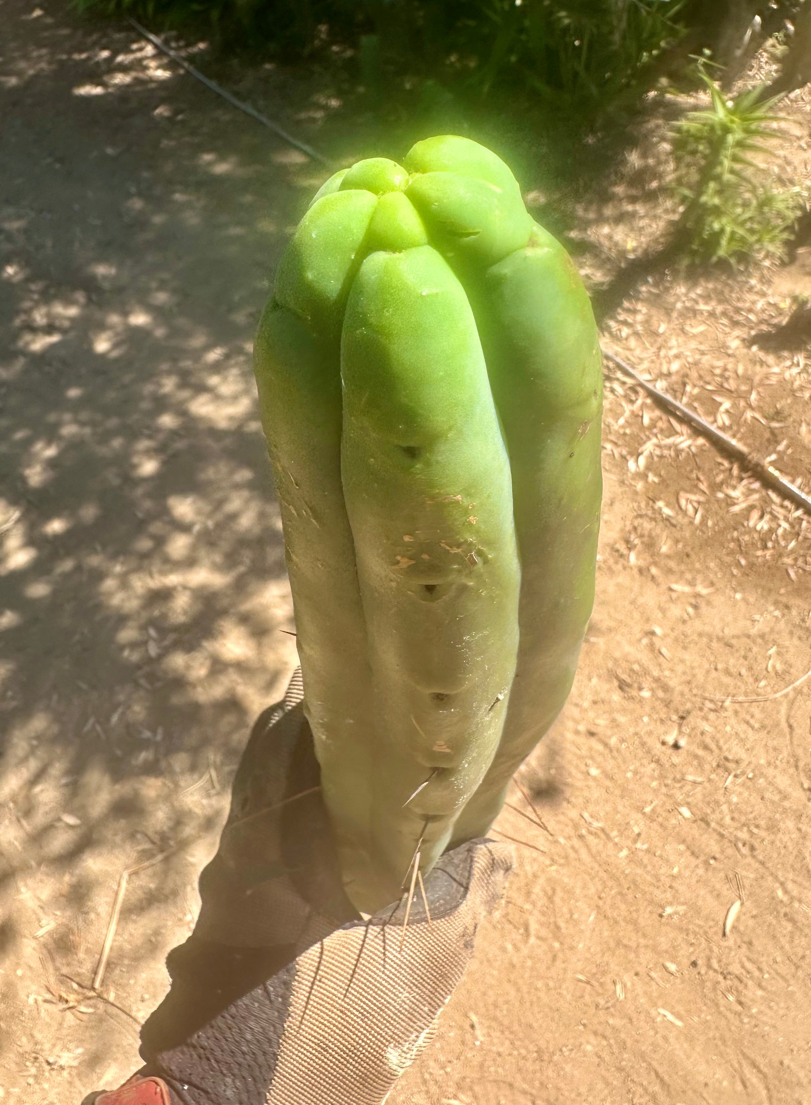 👑🌶️🌶️ Jiimz Twin  — XL 13” Tips (5)