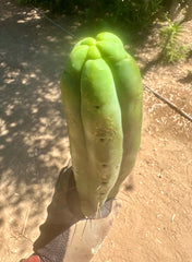 👑🌶️🌶️ Jiimz Twin  — XL 13” Tips (5)