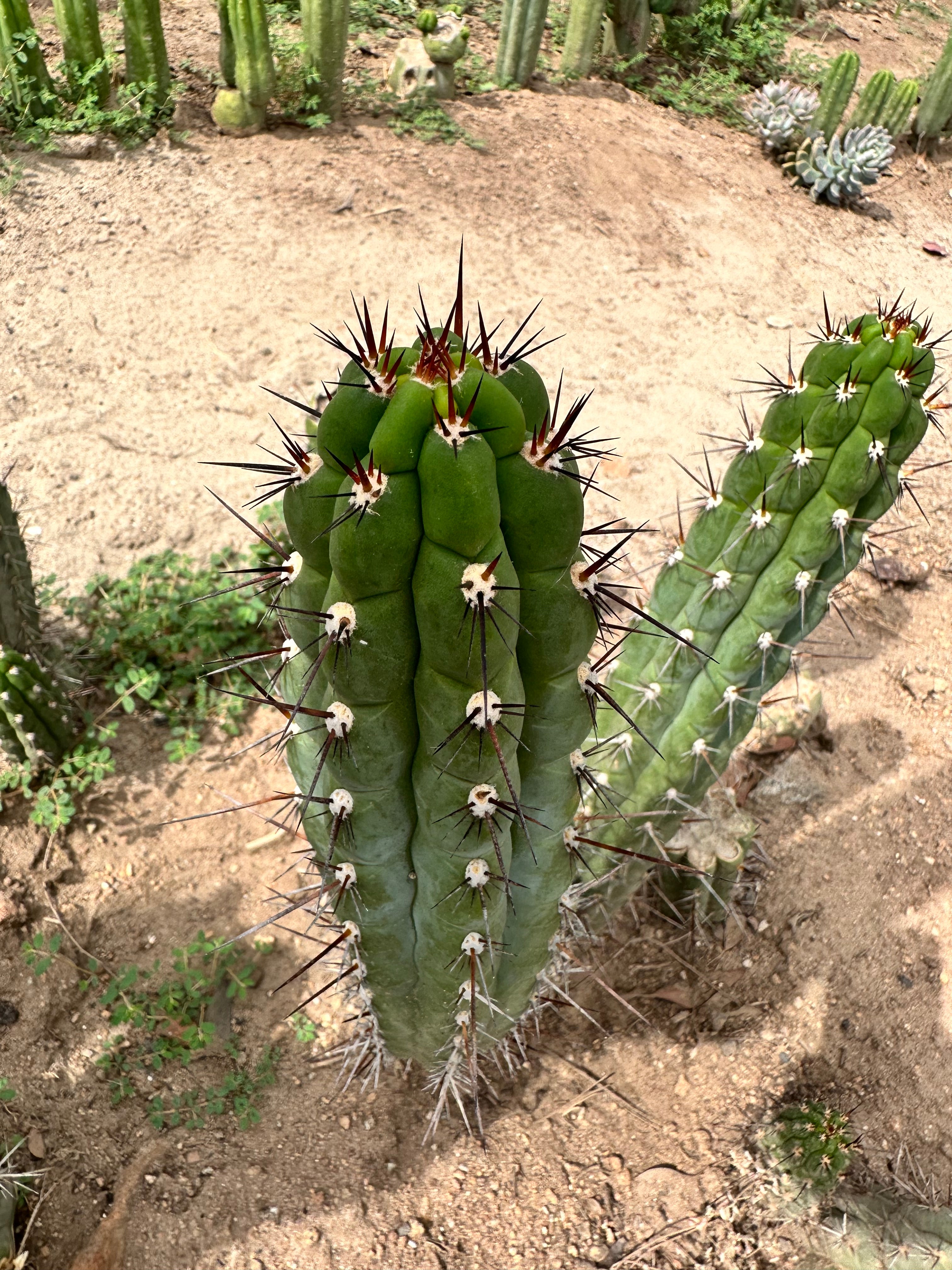 Chalaensis — 11” Tip