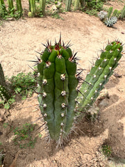 Chalaensis — 11” Tip