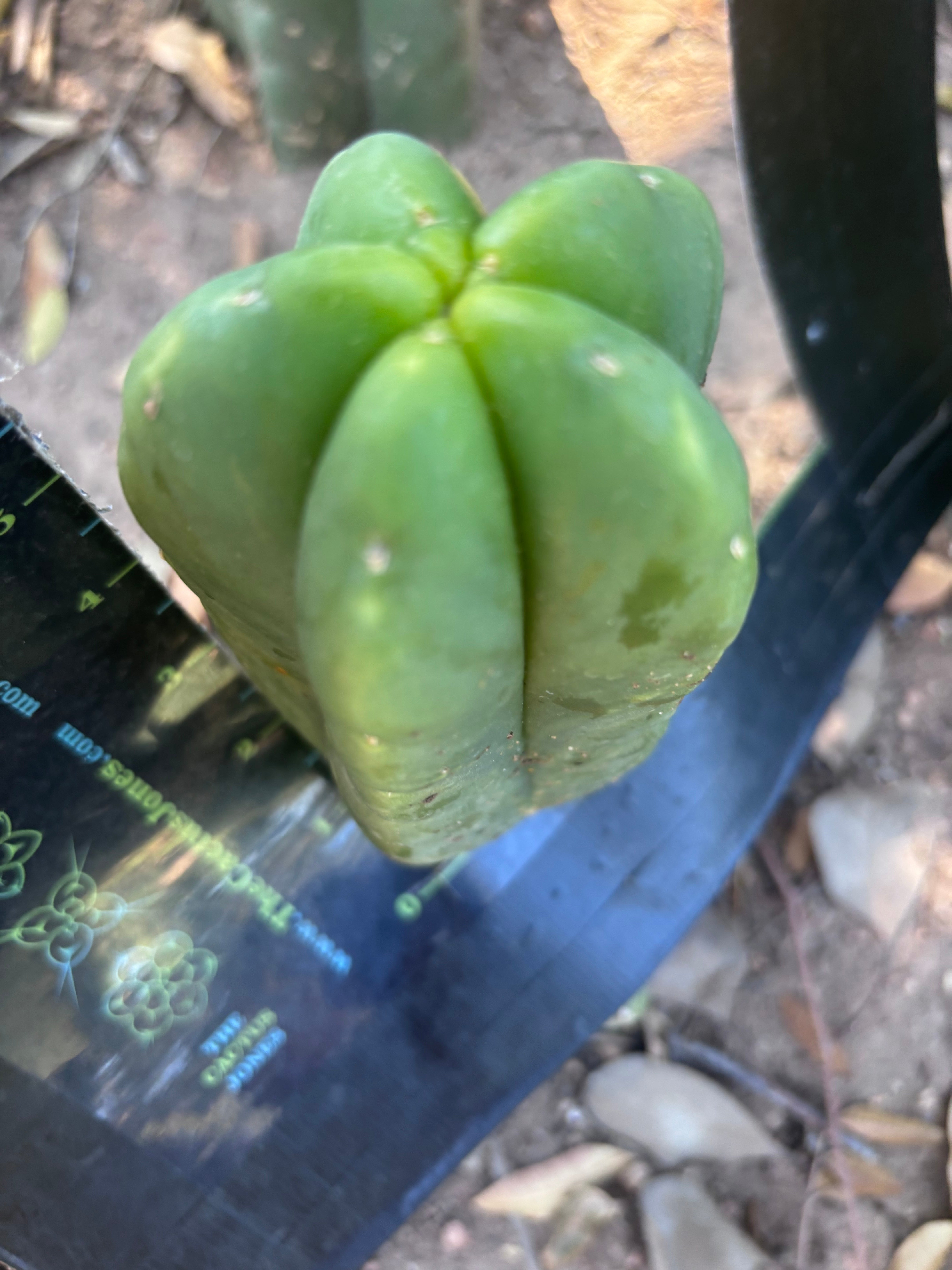 💎👑💎🌶️ Ferah! — 6.5” Pup