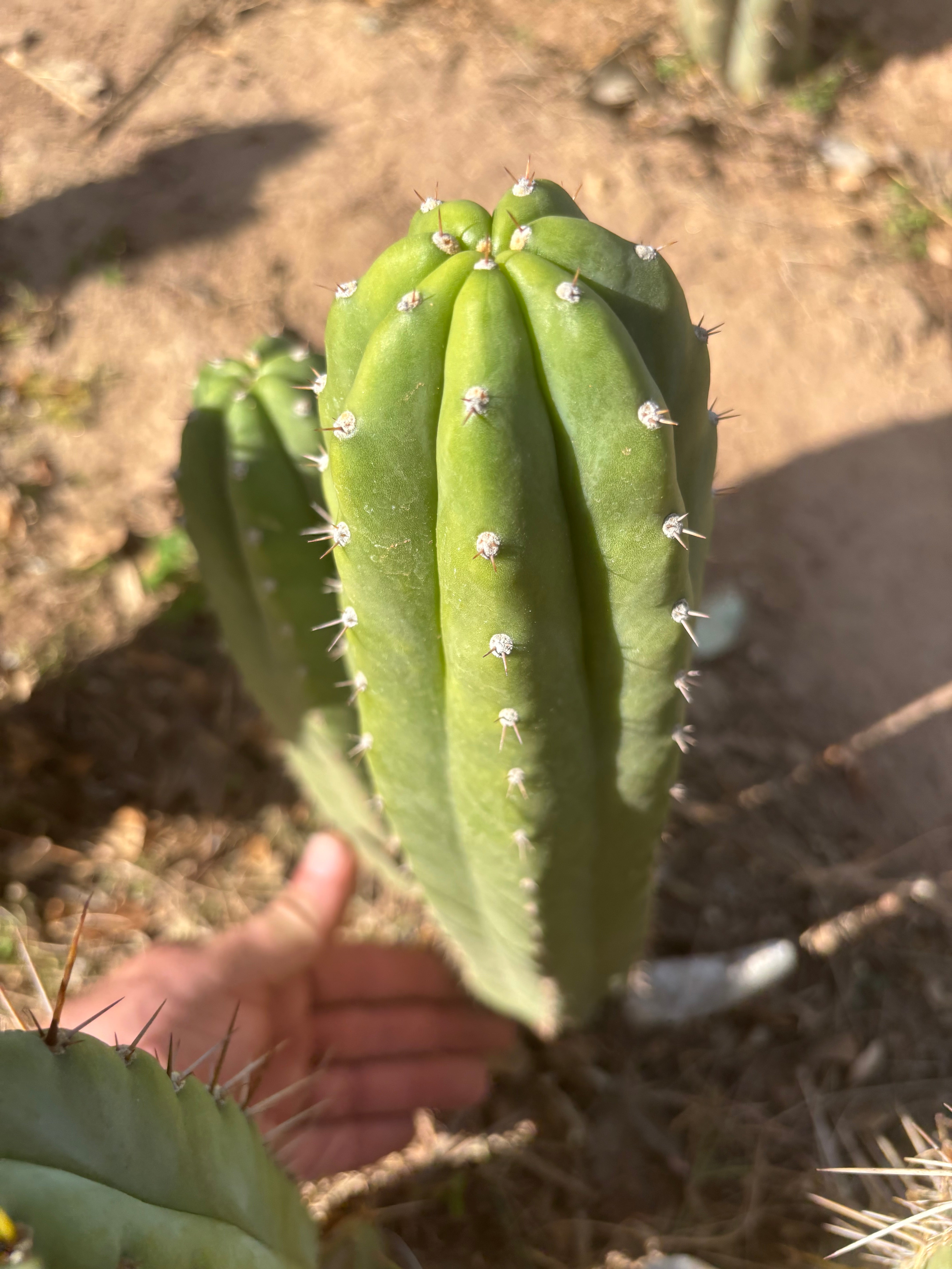 👑 Lancas Mountain — 12” Pup