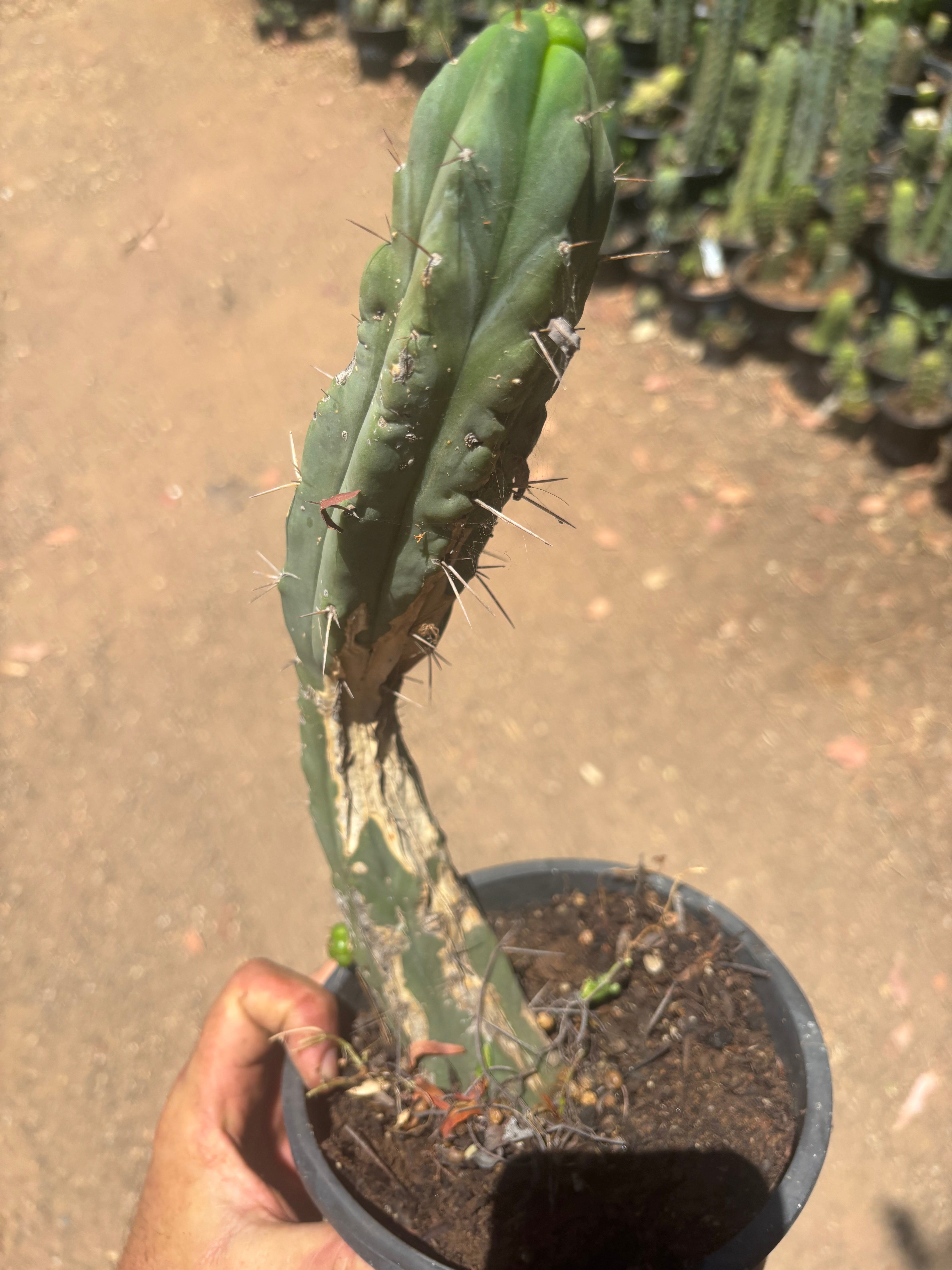 👑🌶️🌶️ Dulzura — Fully Rooted 14”