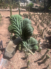 💎👑 TPMC — Large Crests (3)