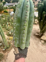 💎👑🌶️ CGG — 15” *MEGA* Tip