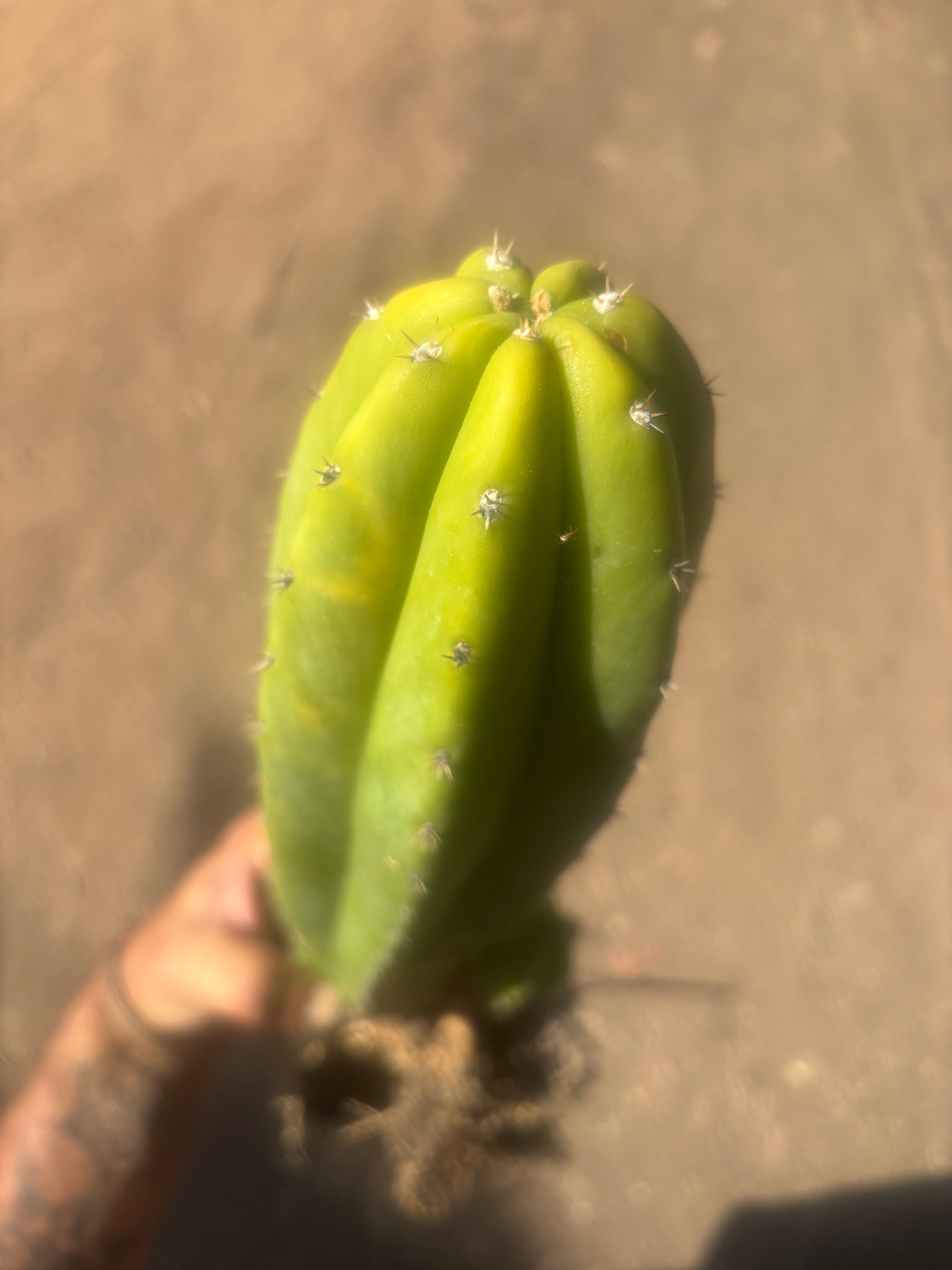 💎 Landfill x Super Pedro — Seed Grown XL 15” Full Roots