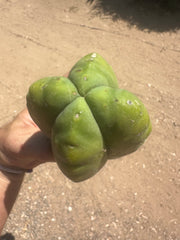 👑 Aussie Scop — 8” FourWang 💎