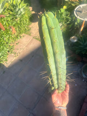 👑💎🌶️🌶️ Eileen — 15” Mega Tip (One More)
