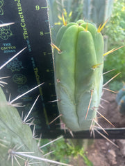💎👑🌶️ Monster De Cota Cota — 8.5” Pup