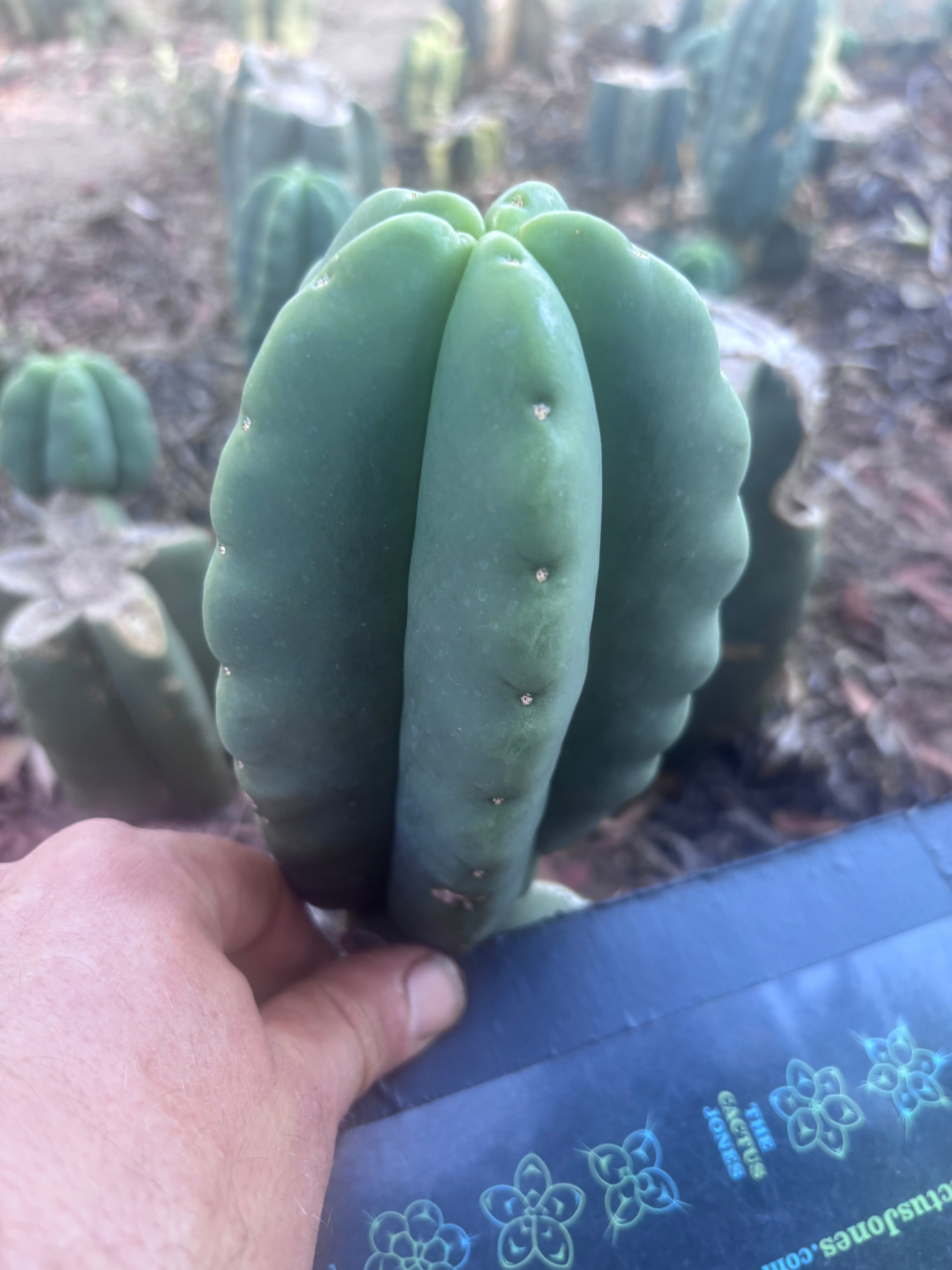 Custom Listing for Ron H