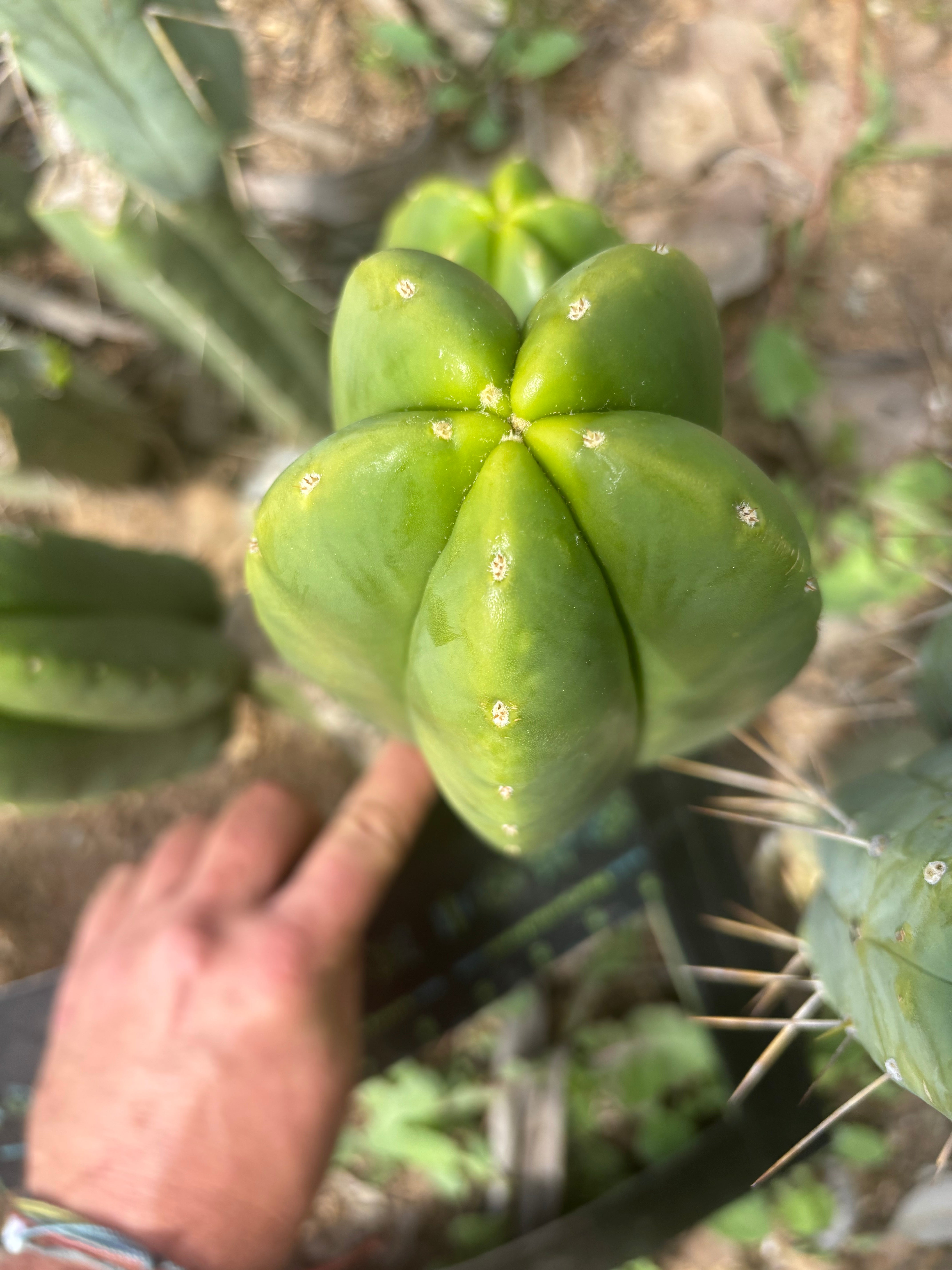 👑🌶️ Zulk Melon