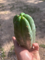 👑🌶️ Pierre — Lot of 3 Pups