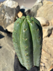 💎🌶️ SS02 x Yowie — MASSIVE 15” Tip
