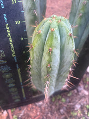 👑🌶️ Kimnach — Beefy 10” Tip