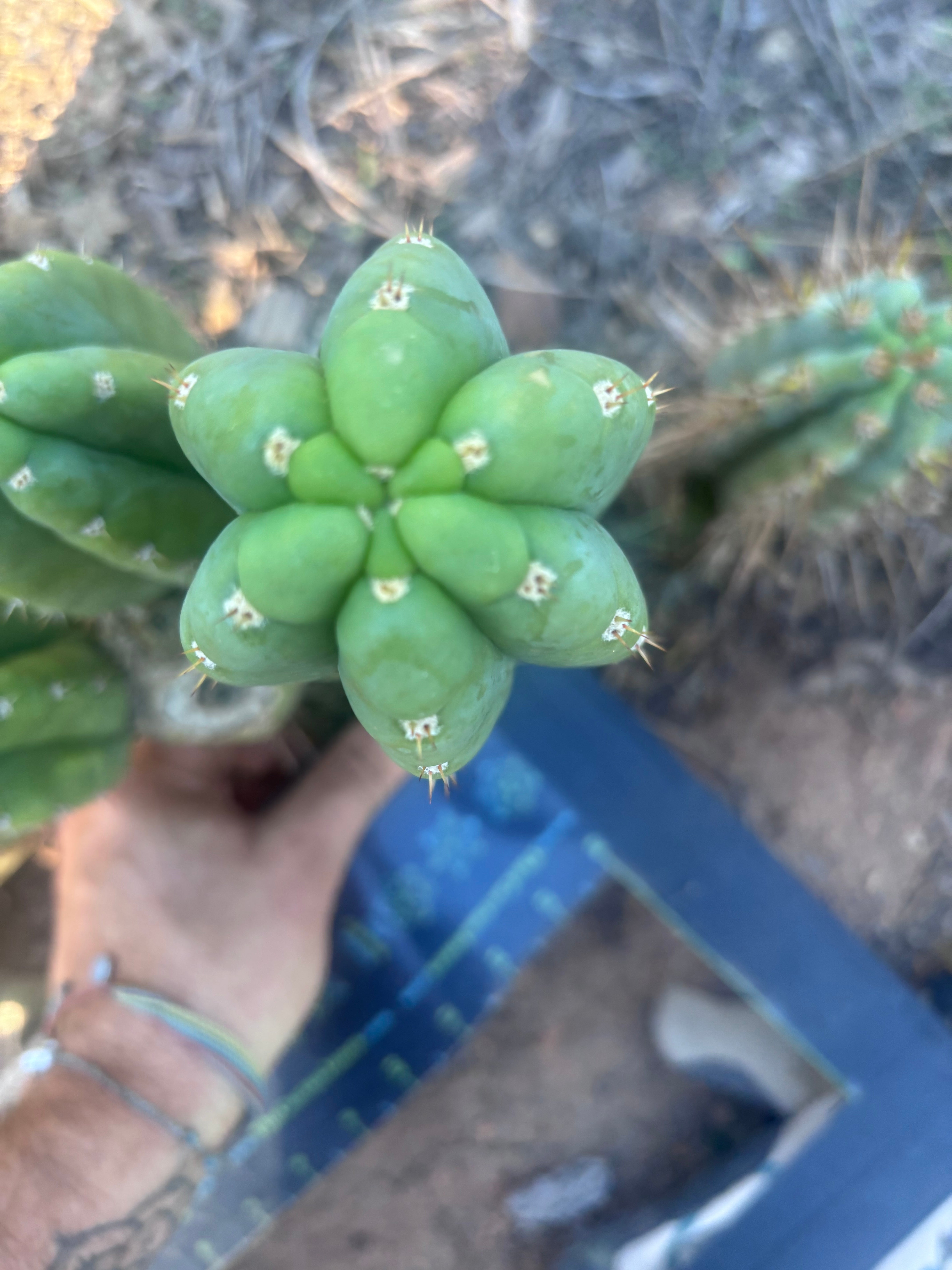 👑💎🌶️ Bob’s Colossus—  Chonky 8” Pup